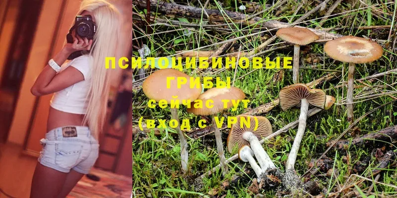 блэк спрут ONION  купить   Богородицк  Галлюциногенные грибы MAGIC MUSHROOMS 